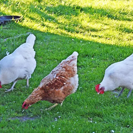 In Beim Fischer *